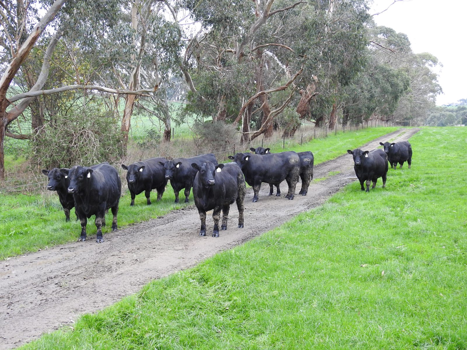 Moorunga Angus sale bulls