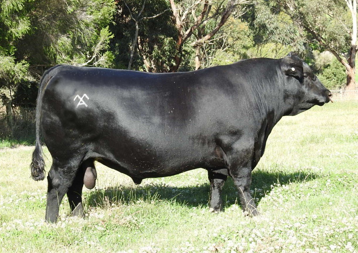 A bull’s daughters are his legacy