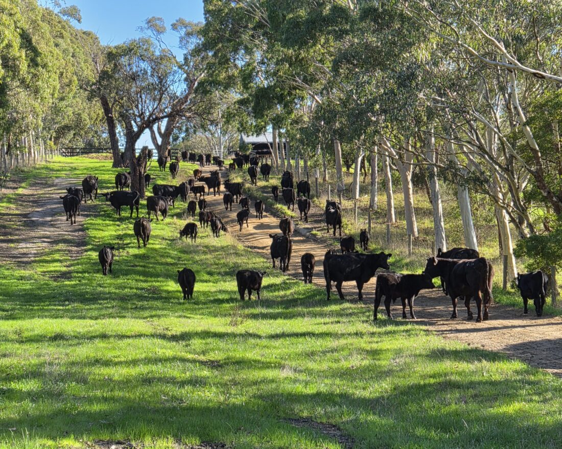 Bulls that put more money in our clients’ pockets