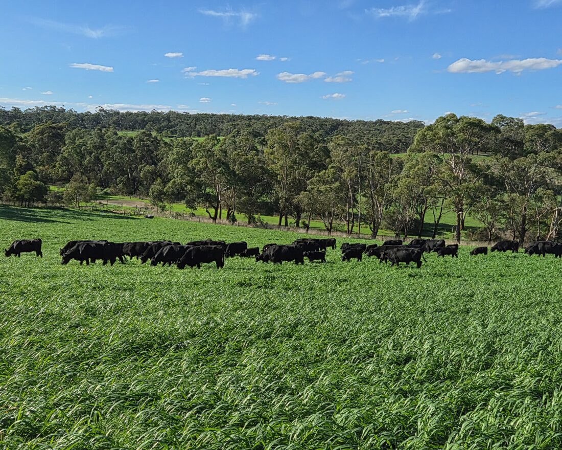 The maternal advantage - from cow to calf