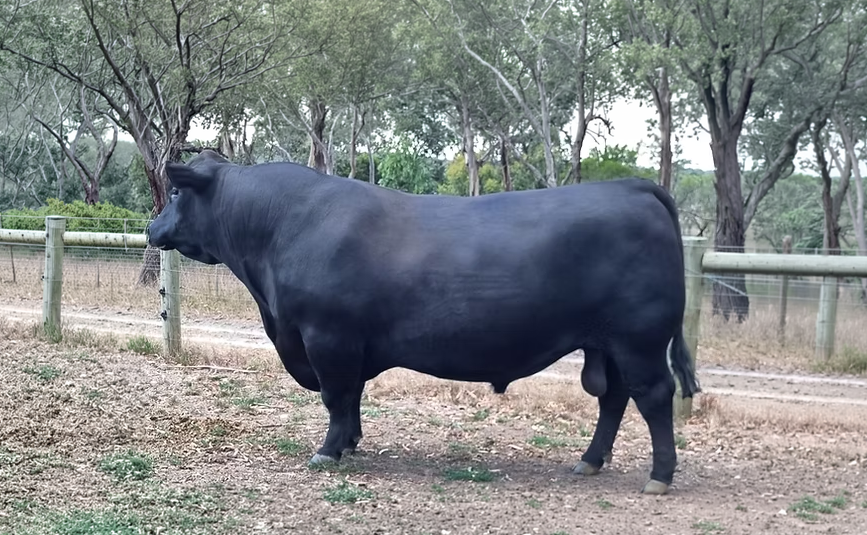 Texas Entice T571