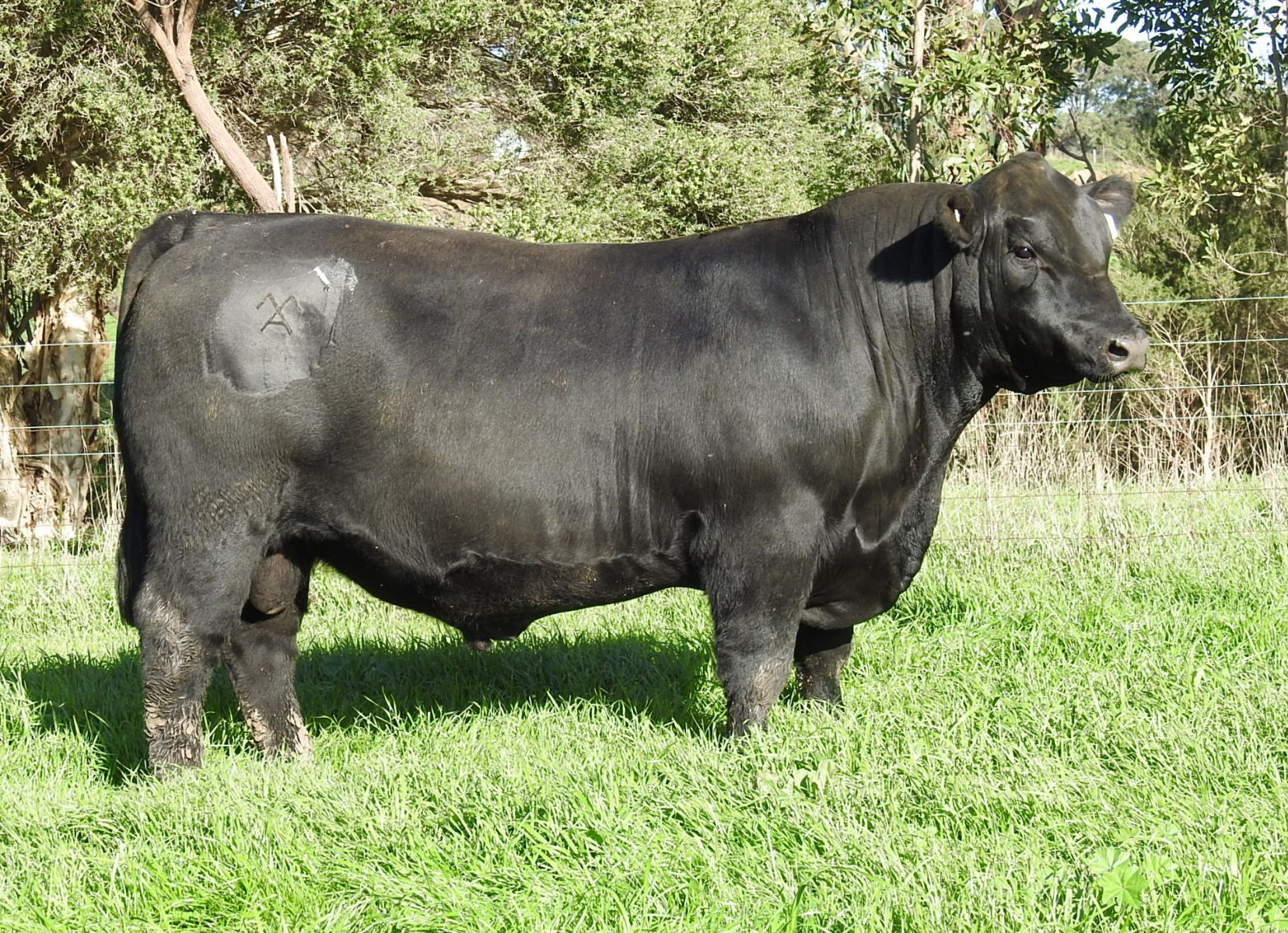 LOT 2 MOORUNGA RAVING V114