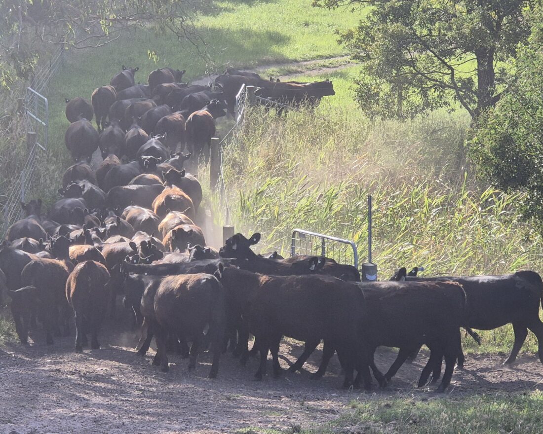 A herd built deliberately
