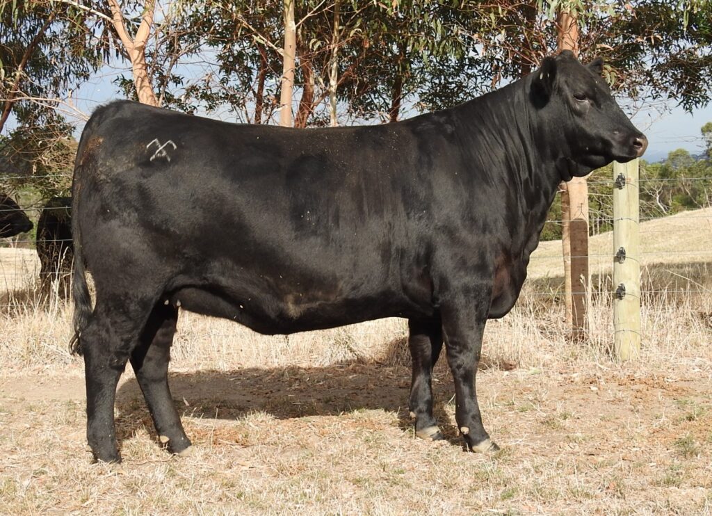Moorunga Edwina U118 (M18 daughter)