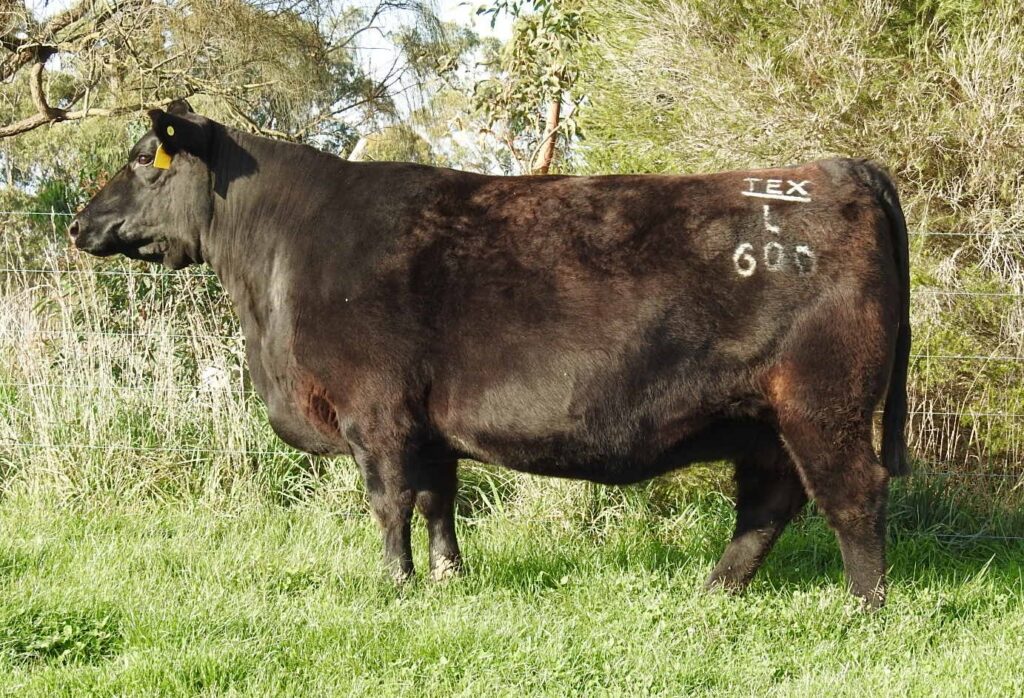 Texas Pride L600