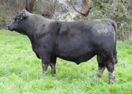 MOORUNGA WOLVERINE W088