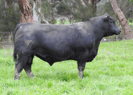MOORUNGA WRANGLER W092