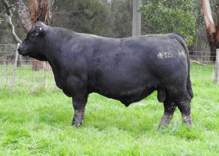 MOORUNGA WALKER W085