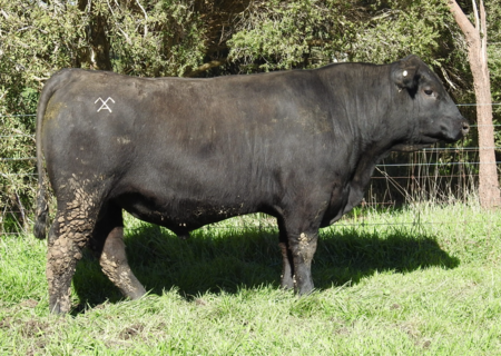 MOORUNGA TANKER W008
