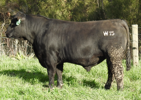 MOORUNGA TANKER W015