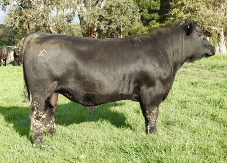 MOORUNGA RAVING W041