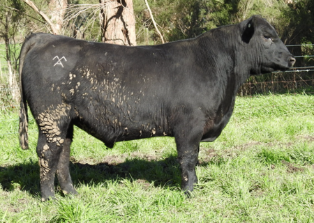 MOORUNGA EMERALD W033