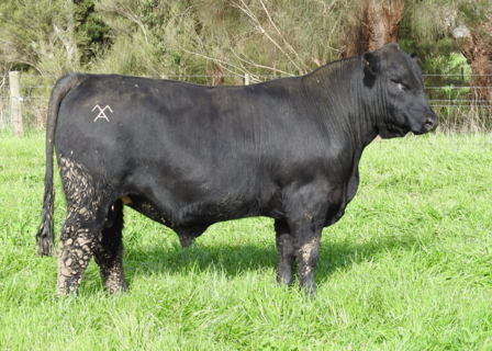 MOORUNGA RAVING W063