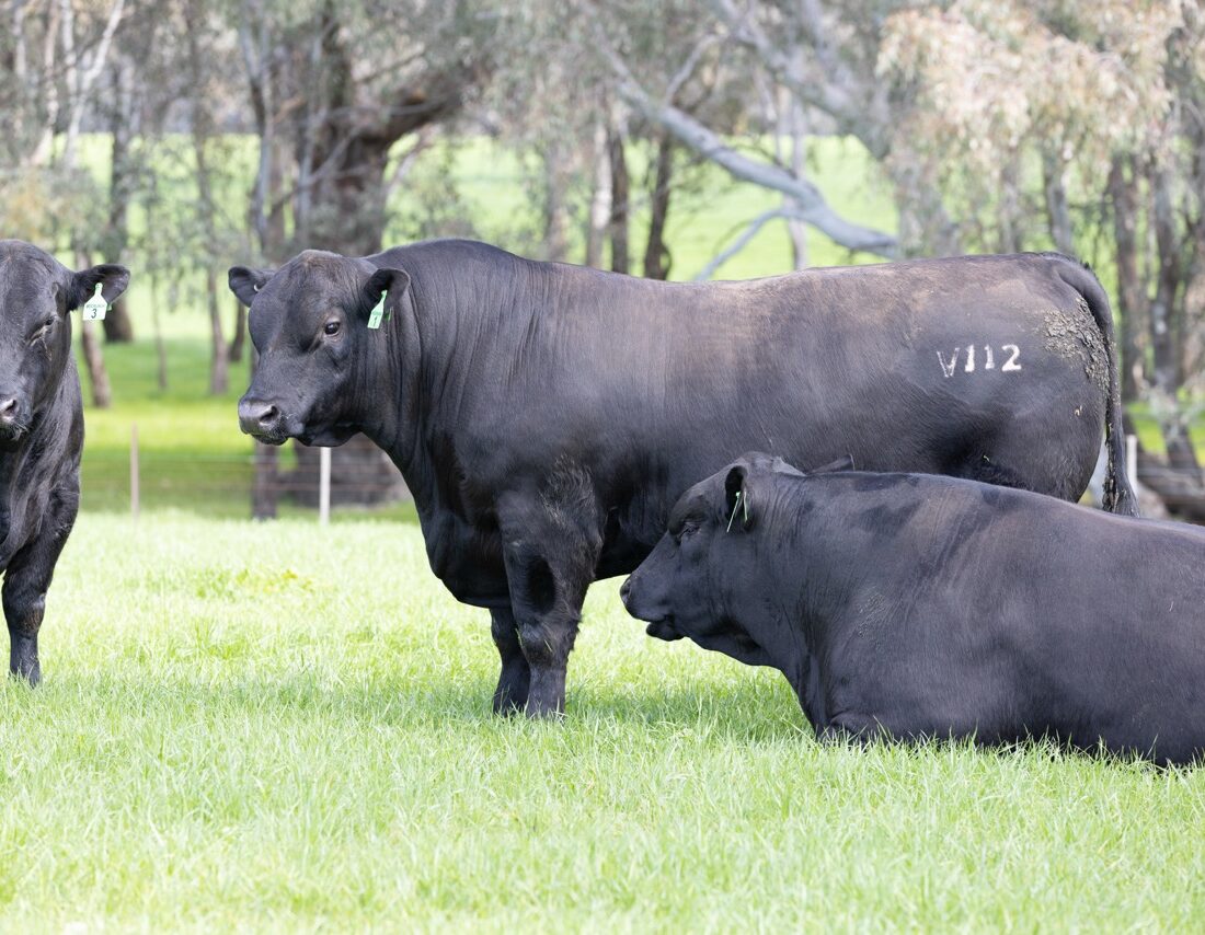Bulls that put more money in our clients’ pockets