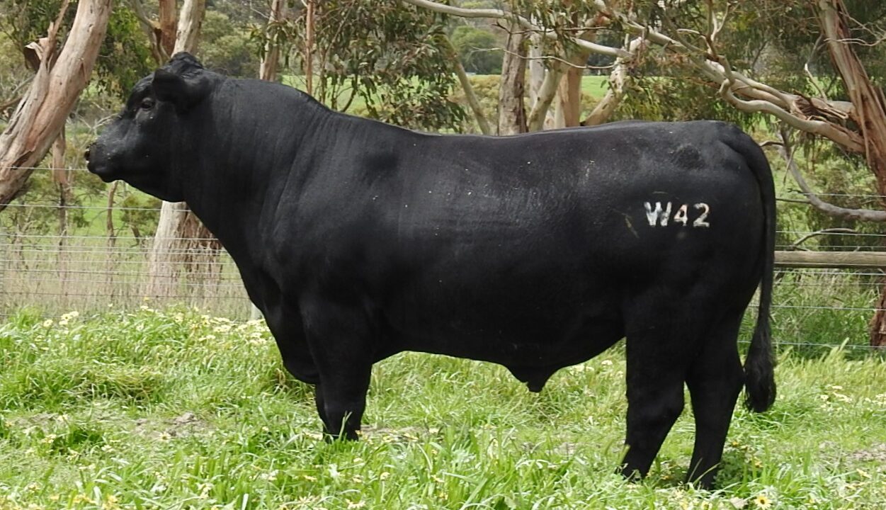 Moorunga Warlock W42